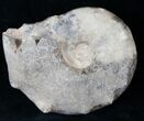 Bumpy Mammites Ammonite Fossil - Morocco #13836-1